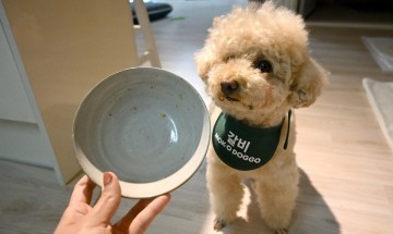 [반려견 건강정보] 강아지 췌장염은 사람먹는 음식, 비만 때문일까? 원인과 증상, 예방법!