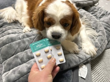 강아지 비타민 임팩타민펫 종합영양제 추가했어요.