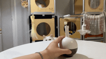 고양이장난감 분리불안 스트레스 해소 방법 노즈워크 놀이하기