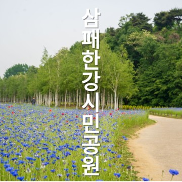 한강공원 삼패지구 수레국화 만발  5월 꽃구경 여행 음악 분수