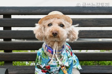 [강아지 시원한 여름옷 리뷰] 반려견 하와이안 꽃셔츠를 갈비에게 입혀보았다.