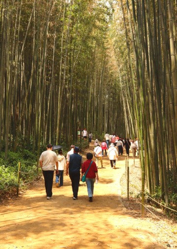 전남 담양 죽녹원 가족 여행코스 추천 대나무숲 산림욕