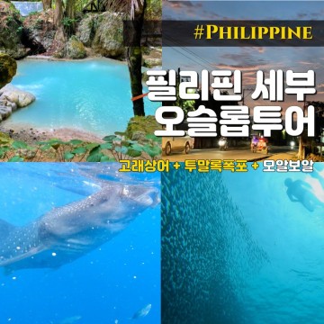 필리핀 세부여행 오슬롭 고래상어 투말록폭포 모알보알 투어 후기 kkday 할인 예약