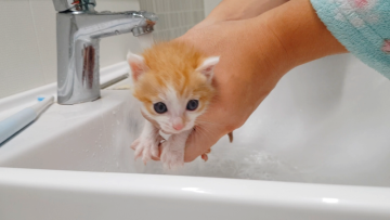 고양이가 물, 목욕을 싫어하는 이유 7가지!