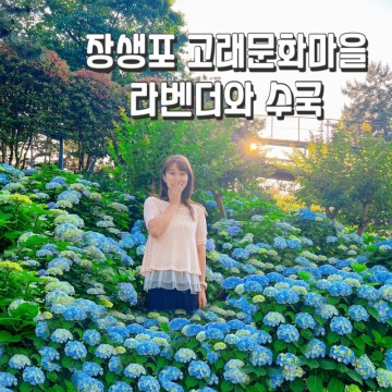 울산 장생포 고래문화마을 수국 정원, 라벤더 대구 근교 꽃구경
