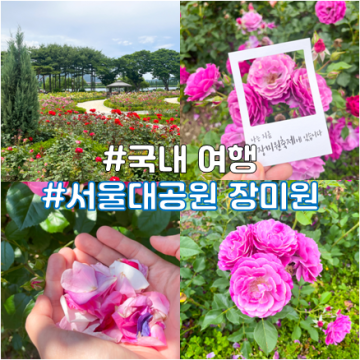 서울대공원 장미축제, 장미원과 테마가든 (+입장료, 공모전 정보)
