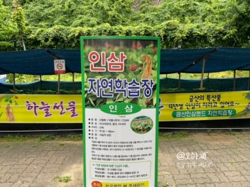 금산 인삼랜드 휴게소 자연학습장 간식 맛집 리스트 하남 대전 방향 상행 고속도로