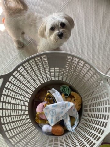 강아지 장난감 인형 세탁세제 및 세척방법