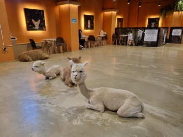 파주 실내동물원 테이블에이 동물원 파주 이색데이트 장소로 추천
