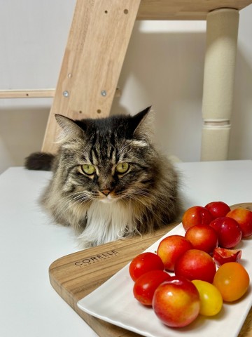 고양이에게 안전한 여름과일 더위에 먹어도 되는 음식 5가지, 과즙 가득한 자두는 먹어도 되나?