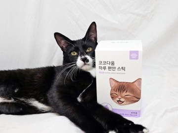 고양이기침 면역력을 위한 영양제 코코다움 하루 편안 스틱