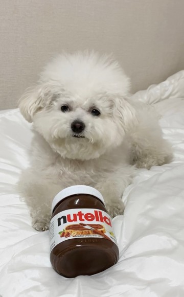 강아지 초콜릿 소량 먹었을때 중독 증상 치사량은 ?