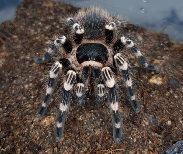 타란튤라 타란툴라 독을 가진 애완 거미 종류와 특징