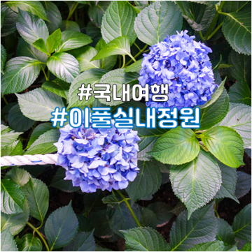 서울근교 당일치기 여행, 안산 가볼만한곳 수국 꽃이 예쁜 이풀실내정원