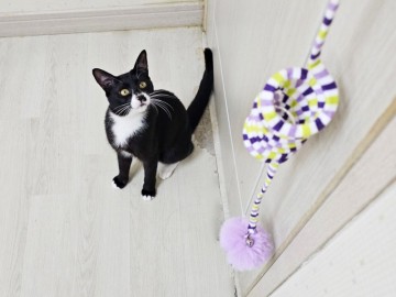 고양이장난감 낚시대부터 캣닢볼까지 구성좋은 럭키펫