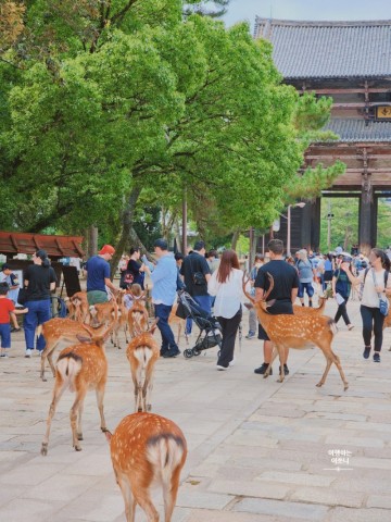 오사카 근교여행 무료관람가능한 요시키엔 공원 그리고 동대사부터 사슴공원까지 나라 여행 추천코스