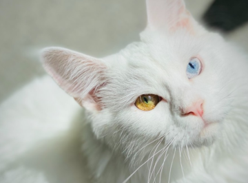 오드아이 고양이 눈동자 양쪽 눈색 다른 원인과 질병관계