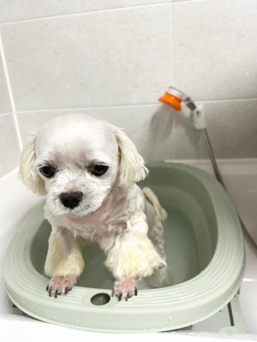 휴웰착착 샤워기 거치대 강아지 목욕 필수템