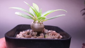 아프리카식물 괴근식물 파키포디움 브레비카울레 로아자카 How to Grow Pachypodium brevicaule