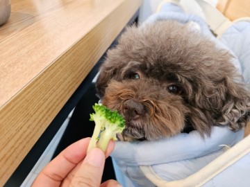 강아지 브로콜리 채소 반려견에게 좋은 점