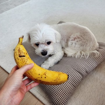 바나나 강아지 급여 효능 바나나칩 바나나껍질 NO