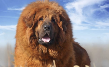 티베탄마스티프 기본정보::분양 가격 성견 크기 성격 사자개...OGUO 초대형견 강아지 종류