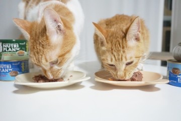 고양이참치캔 동원 뉴트리플랜 길고양이와 함께 먹는 습식캔 간식추천