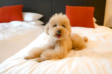 서울 강아지 동반 가능한 라까사호텔 광명 디럭스 트윈룸 숙박후기