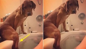 욕조에 들어가 목욕하고 있는데 자기도 들어오고 싶은지 한쪽 다리 '불쑥' 내밀어 보이는 강아지