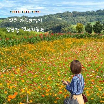 연천 임진강 댑싸리공원 서울근교 가을꽃밭 무료입장공원