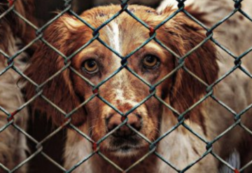 동물보호법 개정 위반 2023년::처벌 맹견 강아지 개물림 입마개 책임보험 목줄...동물학대 대응방법 반려동물 매장