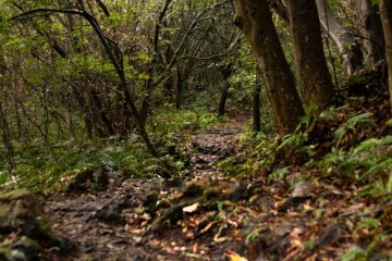 제주 여행 가볼만한 곳, 화산으로 형성된 아름다운 원시 자연, 제주 곶자왈 도립공원 탐방기