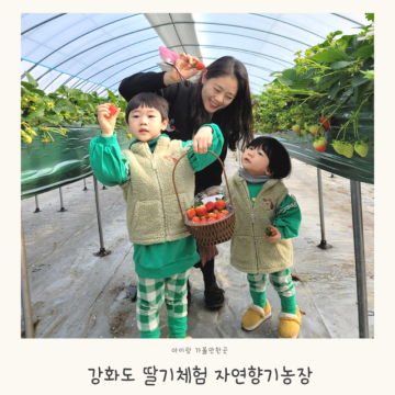 강화도 딸기체험 자연향기농장 서울 근교 아이와가볼만한곳