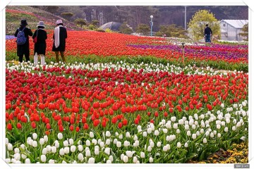 설레는 일] 태안 반도 세계 튤립 꽃 축제 / 박람회 안면도 공원 봄 꽃구경 가볼 만한 곳