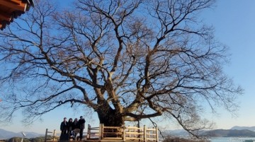 창원 우영우 나무 : 창원 북부리 팽나무, 겨울엔 어떤 모습일까? 이상한변호사우영우촬영지