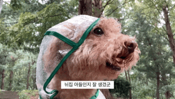 작년여름에 찍어놓은 강아지 산책영상 (feat.생존템 강아지우비)