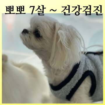 7살 강아지 건강검진과스켈링가격표