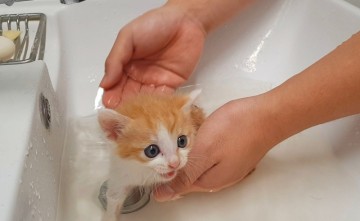고양이 목욕, 당신이 몰랐던 사실 7가지!