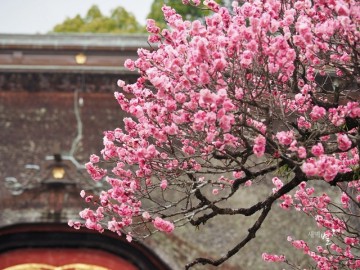 일본 후쿠오카 여행 코스 / 다자이후 가는법, 봄날 매화 시기