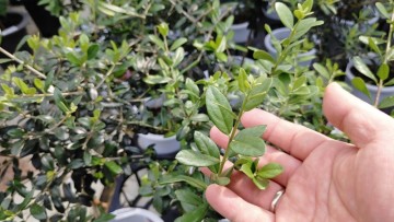 올리브나무 키우기 삽목 화분 물주기 잎마름 가지치기 물꽂이 올리브열매 (반려식물 인테리어)