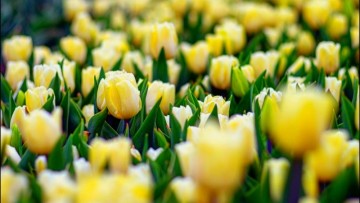 망고 튤립 키우기 구근 수경재배 하얀 주황 튤립 꽃말 꽃다발 (백합과 식물)