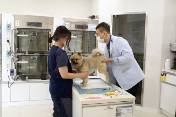 강아지건강검진은 전농동동물병원 루시드동물메디컬센터 동대문점