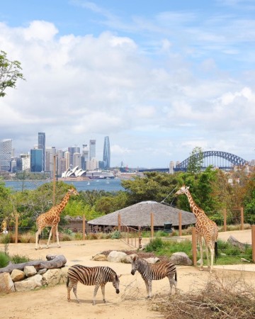 호주 여행 시드니 동물원 타롱가주 티켓 예약, 5번째 방문후기