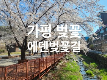 2023년 벚꽃 개화시기 및 예상 벚꽃 만개시기 벚꽃 명소 공유 (feat. 가평 벚꽃 에덴벚꽃길)