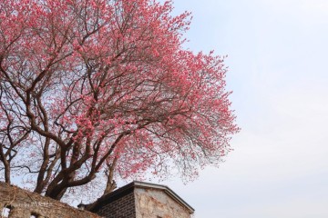 순천여행 3월 꽃구경 매곡동 탐매마을 봄꽃축제  홍매화 개화상황