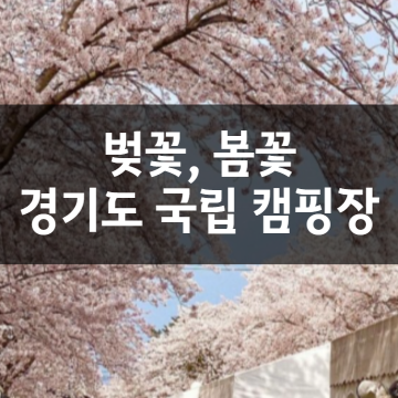 벚꽃 봄꽃 개화시기로 본 경기도 강원도(애견동반) 국립 캠핑장 추천 리스트