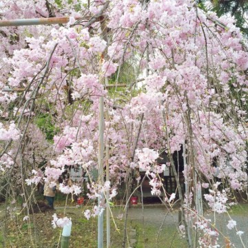 [桜] 2023년 일본 교토 벚꽃 인기 랭킹 10위, 개화시기, 명소