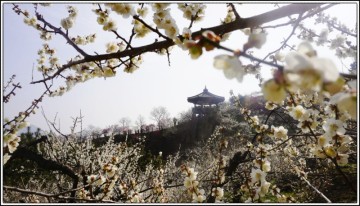 3월 꽃축제 봄꽃 축제 광양 가볼만한곳 광양 매화꽃축제 매화마을 광양 여행(매화 개화시기)