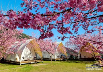 대만여행 벚꽃 캠핑장 타이베이 근교 신주 우라오 글램핑 체험 추천