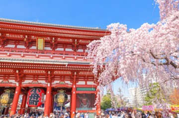 실시간 도쿄자유여행 일본 도쿄 벚꽃 개화 명소 아사쿠사 우에노공원